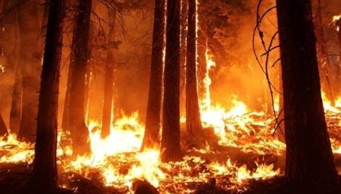 Втрати лісів Харківщини через пожежі за час війни перевищили 30 тисяч гектарів