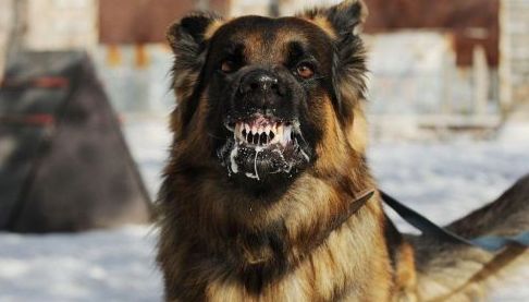 Валківській громаді зафіксували випадок сказу у собаки: заходи з ліквідації осередку