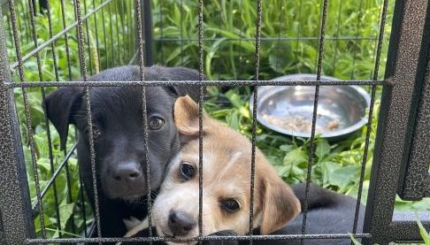 Більше 500 улюбленців чекають на своїх господарів у харківських притулках