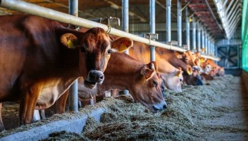 Харківська область: Облік Вівчарів та Молочної Продукції на 2026 рік