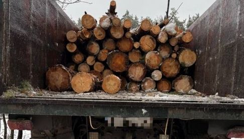 Нелегальне вирублення дерев завдало Харкову збитків на 300 тисяч гривень