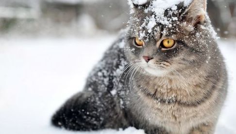 Морозний день у Харкові: прогноз погоди на 27 січня
