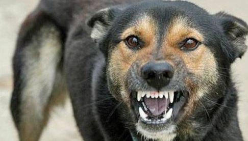 У Харкoвській області зафіксовано випадок сказу у собаки