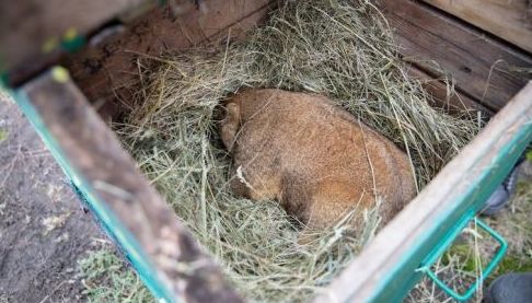 Тимко IV Впорався з Прогнозом: Коли Очікувати Весну?