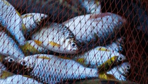 Нерестова заборона на риболовлю в Харківській області