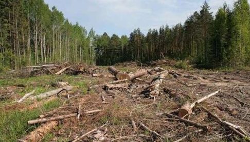 Лісгосп зобов’язаний відшкодувати збитки від незаконної вирубки дерев