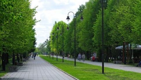 На Салтівці створили алею китайських тополь без пуху