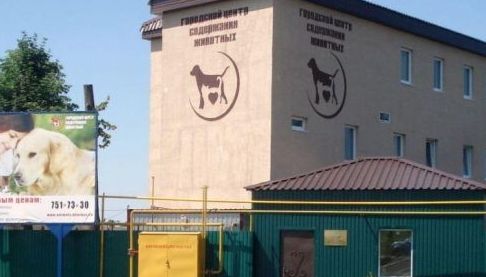 Російський обстріл Харкова: Пошкоджено притулок для тварин