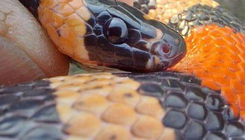 Змія у пральній машині: незвичайна знахідка в Харкові