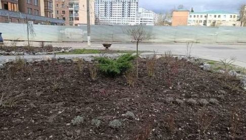 Крадіжки рослин у Харкові: викрадені сосни та квіти