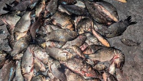 Незаконний вилов риби в Харківській області: збитки перевищують 300 тисяч гривень