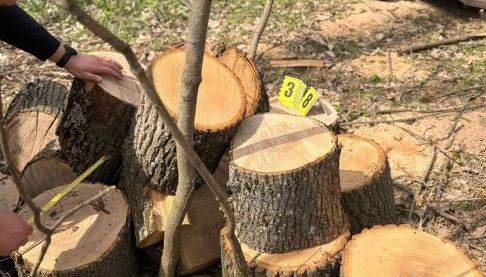 Незаконна порубка дерев у Куп’янському районі