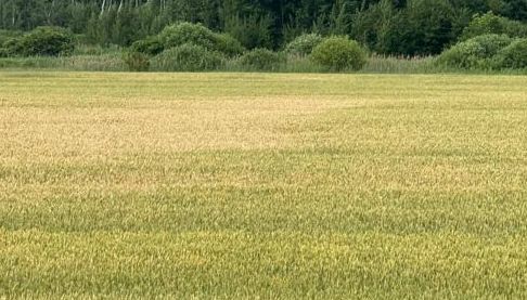 Повернення земель на Харківщині: скасування прихованої оренди