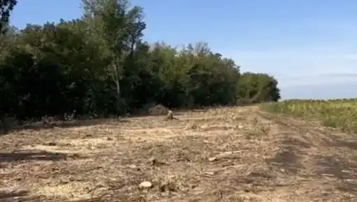 Масштабна незаконна вирубка лісу у Лозівській громаді