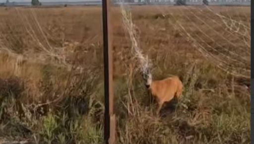 Людяність на фронті: як військові врятували косулю на Харківщині