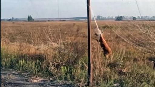Порятунок козулі на Харківщині: бійці ЗСУ визволили тварину з антидронової сітки